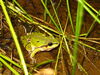 Wright's Mountain Tree Frog