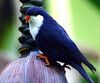 Blue Lorikeet