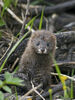 European Mink