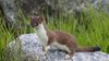 Stoat