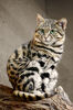 Black-Footed Cat