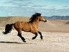 Wild Horse