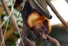 Golden-Capped Fruit Bat