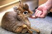 Mouse Deer