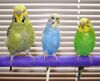 Budgerigar