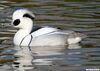 Smew Duck