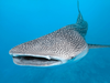 Whale Shark