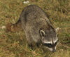 Cozumel Raccoon