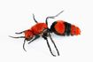 Velvet Ant