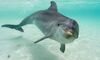 Bottlenose Dolphin