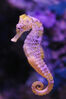 Seahorse