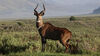 Mountain Nyala