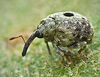 True Weevil