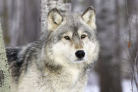 Grey Wolf