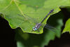 Cherokee Clubtail Dragonfly
