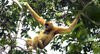 Hainan Gibbon