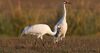 Whooping Cranes