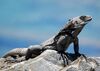 Black-Chested Spiny-Tailed Iguana