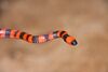 Roatan Coral Snake.jpg