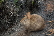 Volcano Rabbit