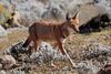 Ethiopian Wolf