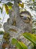 Brown-Throated Sloth