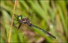 Hine's Emerald Dragonfly