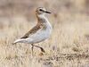 Mountain Plover