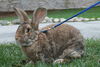 Flemish Giant Rabbit