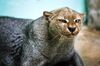 Jaguarundi