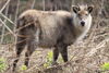 Japanese Serow