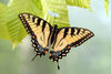 Yellow Swallowtail Butterfly