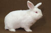 New Zealand White Rabbit