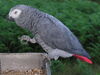 Grey Parrot