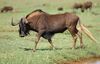 Wildebeest