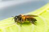 Stingless Bee