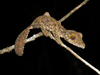 Mossy Leaf-Tailed Gecko