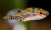 Red-Eyed Pufferfish