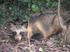 Raccoon Dog / Tanuki