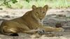 West African Lion (female)