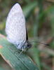 Bathurst Copper Butterfly