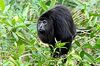 Yucatan Black Howler Monkey