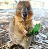 Quokka