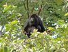 Red-Handed Howler Monkey