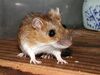 Japanese Field Mouse