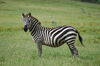 Grant's Zebra