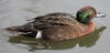 Brown Teal Duck