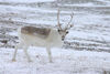 Peary caribou