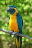 Blue-Throated Macaw