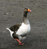 Pomeranian Goose